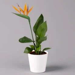 Strelitzia Reginae In Keramiktopf Dallas Weiß, Topf-Ø 13 Cm, Höhe Ca. 40 Cm