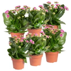 Kalanchoe 'Calandiva'®, Violett, Topf-Ø 12 Cm, Höhe Ca. 27,5 Cm, 6er-Set