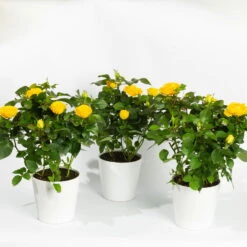 Rose, Gelb, Mit Topf Dallas Weiß, Topf-Ø 13 Cm, 3er-Set