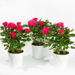 Rose, Pink, Mit Topf Dallas Weiß, Topf-Ø 13 Cm, 3er-Set