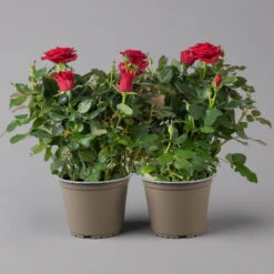 Rose, Rot, Topf-Ø 14 Cm, 2er-Set