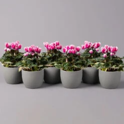 Alpenveilchen 'Picola Shine', Weiß-violett, Topf-Ø 10,5cm, Höhe Ca 23cm, 6er-Set