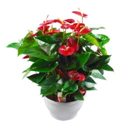 Flamingoblume, 'Bugatti Red', Rot, Topf-Ø 30 Cm, Höhe Ca. 65 Cm