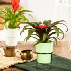 Guzmania 'Hope', Rot-weiß, Topf-Ø 13 Cm, Höhe Ca. 45 Cm