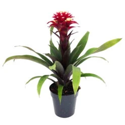Guzmania 'Francesca', Lila-weiß, Topf-Ø 12 Cm , Höhe Ca. 40 Cm