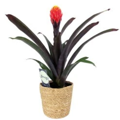 Guzmania 'Tala', Orange&gelb, Topf-Ø 12 Cm, Mit Korb Maki, Höhe Ca. 45 Cm