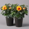 Hibiskus, Graff® 'Petit Orange', In Keramiktopf Anthrazit, Topf-Ø 13 Cm, 2er-Set