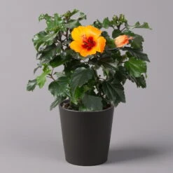 Hibiskus, Graff® 'Petit Orange', Mit Keramiktopf Dallas Anthrazit, Topf-Ø 13 Cm