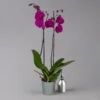 Phalaenopsis Lila, 2 Rispen, Topf-Ø 12 Cm, Höhe Ca. 60 Cm