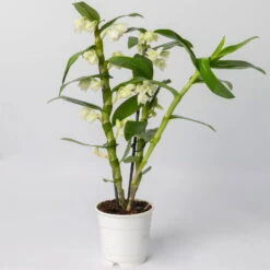 Dendrobium, Weiß, Topf-Ø 12 Cm, Höhe Ca. 50-60 Cm