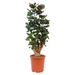 Polyscias 'Fabian', Topf-Ø 24 Cm, Höhe Ca. 80 Cm