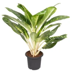 Aglaonema 'Key Lime', Topf-Ø 22 Cm, Höhe Ca. 70 Cm
