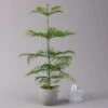 Zimmertanne, Topf-Ø 21 Cm, Höhe Ca. 90 Cm