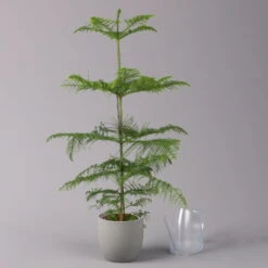 Zimmertanne, Topf-Ø 21 Cm, Höhe Ca. 90 Cm