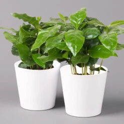 Kaffeestrauch Mit Keramiktopf Dallas Weiß, Topf-Ø 12cm, Höhe Ca. 25 Cm, 2er-Set