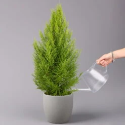 Zimmerzypresse 'Goldcrest Wilma', Pyramide, Topf-Ø 21 Cm