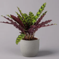 Calathea Lancifolia, Topf-Ø 14 Cm, Höhe Ca. 30-50 Cm