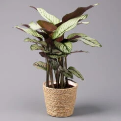 Calathea Majestica 'Whitestar' Mit Dekokorb Osaka, Topf-Ø 19cm, Höhe Ca. 60-80cm