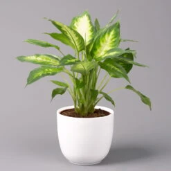 Dieffenbachie 'Camilla' Inkl. Topf Tusca Weiß, Topf-Ø17 Cm, Höhe Ca. 50-60 Cm