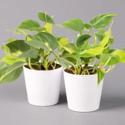 Philodendron 'Brasil' In Keramiktopf Dallas Weiß, Topf-Ø 12 Cm, 2er-Set