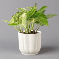 Efeutute 'Marble Queen' Inkl. Übertopf Vibes Weiß, Topf-Ø 12 Cm, Höhe Ca. 15 Cm