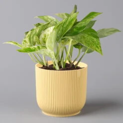 Efeutute 'Marble Queen' Inkl. Übertopf Vibes Gelb, Topf-Ø 12 Cm, Höhe Ca. 15 Cm