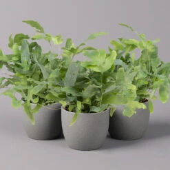 Phlebodium Aureum 'Blue Star', Topf-Ø 12 Cm, Höhe Ca. 30 Cm, 3er-Set