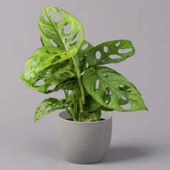 Monstera Adansonii, Topf-Ø 12 Cm, Höhe Ca. 25 Cm