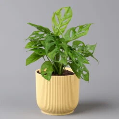 Monstera Adansonii In Übertopf Vibes Gelb, Topf-Ø 12 Cm, Höhe Ca. 25 Cm