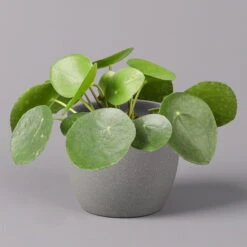Pilea Peperomioides, Topf-Ø 12 Cm, Höhe Ca. 20 Cm