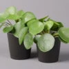 Pilea Peperomioides In Topf Anthrazit, Topf-Ø 12 Cm, H: Ca. 20 Cm, 2er-Set