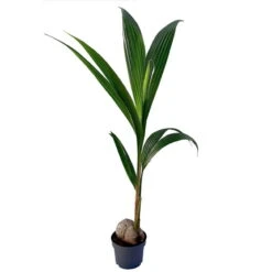 Kokospalme, Topf-Ø 19 Cm, Höhe Ca. 130 Cm