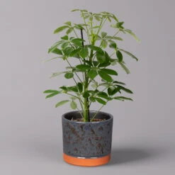 Strahlenaralie 'Nora' In Keramiktopf Lauren Blau, Topf-Ø 13 Cm, Höhe Ca. 45 Cm