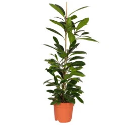 Ficus Cyathistipula, Topf-Ø 21 Cm, Höhe Ca. 110 Cm