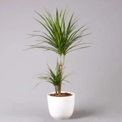 Drachenbaum, 2er-Tuff, Inkl. Topf Tusca, Höhe Ca. 70 Cm, Topf 17 Cm Ø