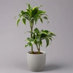 Duftender Drachenbaum 'Dorado', Topf-Ø 19 Cm