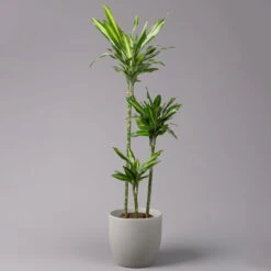 Duftender Drachenbaum 'Cintho', Topf-Ø 24 Cm, Höhe Ca. 150 Cm