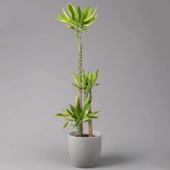 Duftender Drachenbaum 'Gold Dream', Topf-Ø 24 Cm, Höhe Ca. 140 Cm