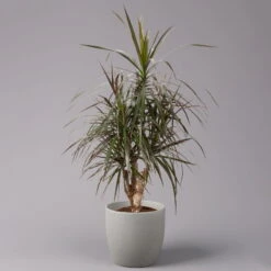 Gerandeter Drachenbaum 'Magenta', Verzweigt, Topf-Ø 24 Cm, Höhe Ca. 100 Cm