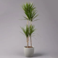 Gerandeter Drachenbaum 'Magenta', Topf-Ø 24 Cm, Höhe Ca. 150 Cm