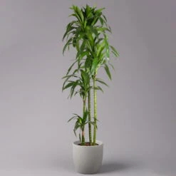 Duftender Drachenbaum 'Janet Craig', Topf-Ø 24 Cm, Höhe Ca. 180 Cm