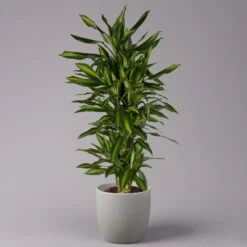 Duftender Drachenbaum 'Hawaiian Sunshine', Topf-Ø 27 Cm, H: Ca. 100 Cm