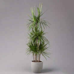 Gerandeter Drachenbaum, Topf-Ø 32 Cm, Höhe Ca. 150 Cm