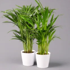 Goldfruchtpalme In Keramiktopf Weiß, Topf-Ø 13 Cm, Höhe Ca. 20-30 Cm, 2er-Set