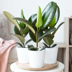 Gummibaum 'Robusta' In Topf Dallas, Weiß Topf-Ø 12cm, Höhe Ca. 40-45 Cm, 3er-Set