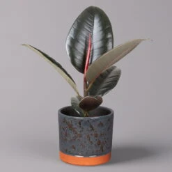 Gummibaum 'Robusta' In Keramiktopf Lauren Blau, Topf-Ø 12 Cm, Höhe Ca. 40 Cm