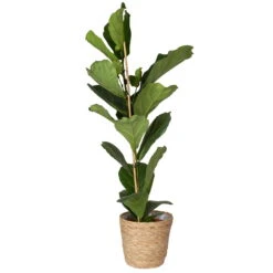 Geigenfeige In Korb 'Osaka', Topf-Ø 21 Cm, Höhe Ca. 80-100 Cm