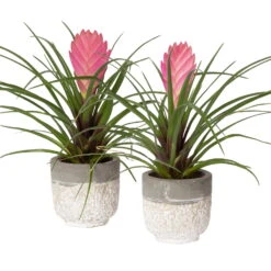 Tillandsia Cyanea In Topf, Rosa-violett, Topf-Ø 5,5 Cm, Höhe Ca. 15 Cm, 2er-Set