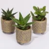 Sukkulenten In Dekotopf 'Binti', Topf-Ø 6 Cm, 3er-Set