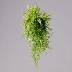 Schamblume In Blumenampel, Topf-Ø 15 Cm, Höhe Ca. 25 Cm